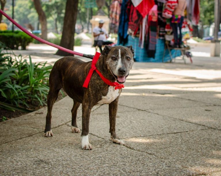 Anksioznost zbog odvajanja kod pasa