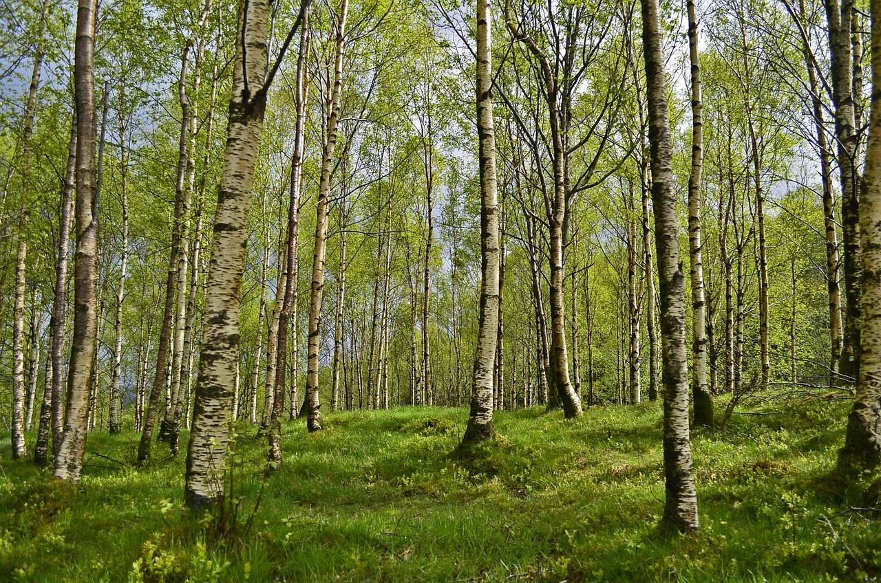 Anksioznost zbog odvajanja kod pasa