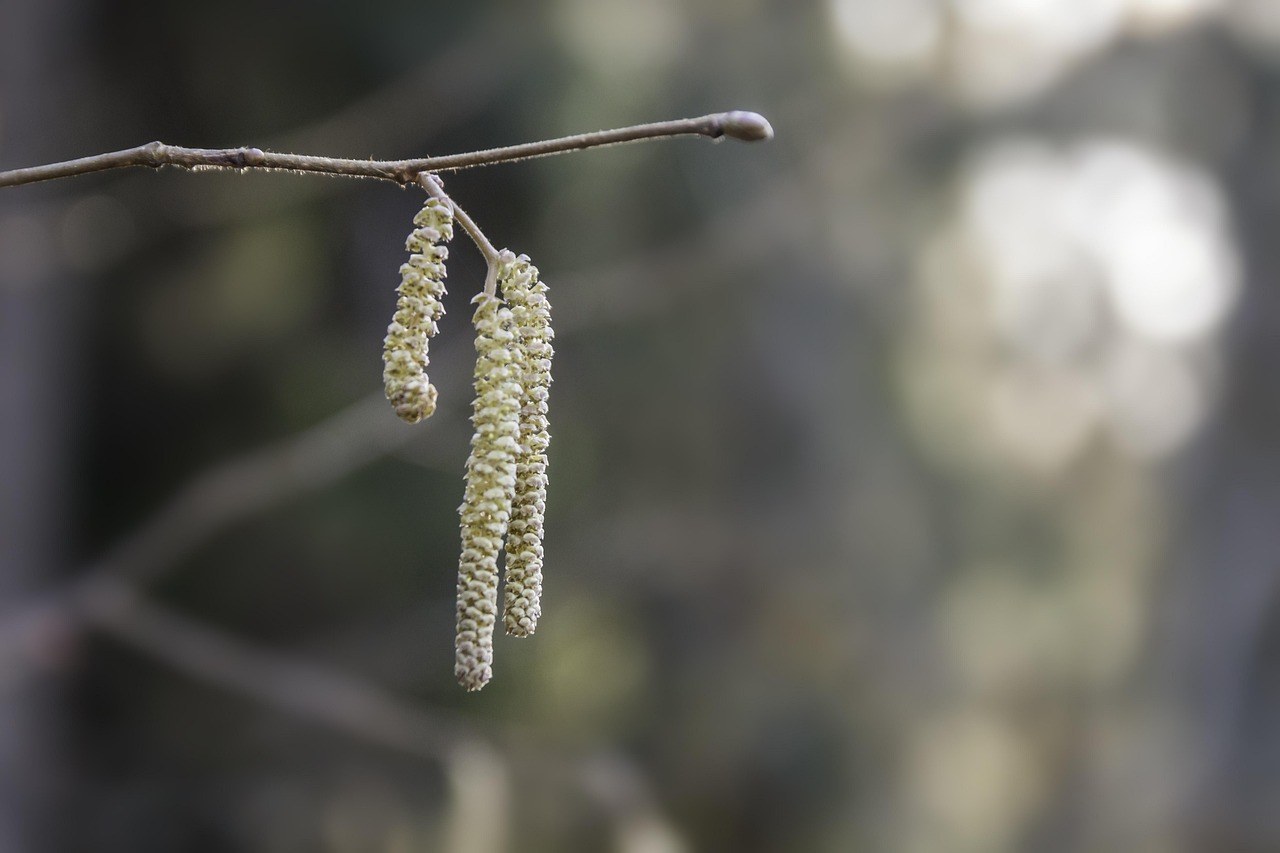Infekcija oka u novorođenih pasa: simptomi, uzroci i liječenje