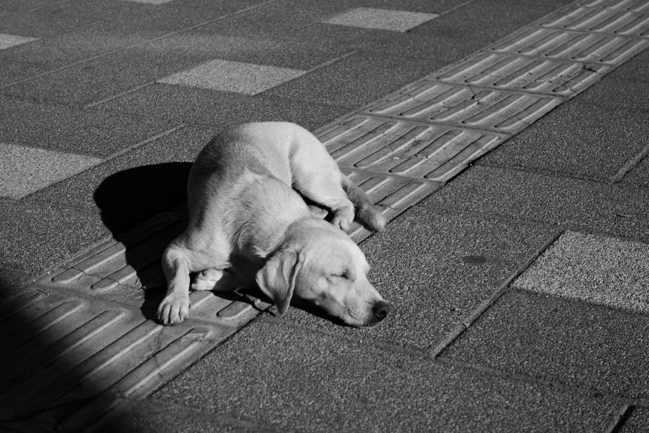 Najveće ljetne opasnosti za pse: kako ih prepoznati i spriječiti