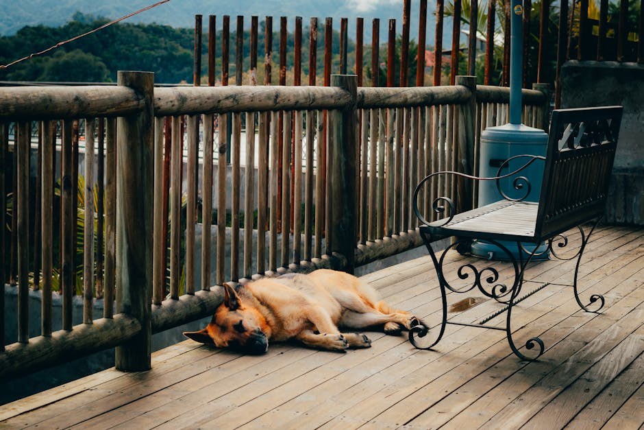 Najveće ljetne opasnosti za pse: kako ih prepoznati i spriječiti