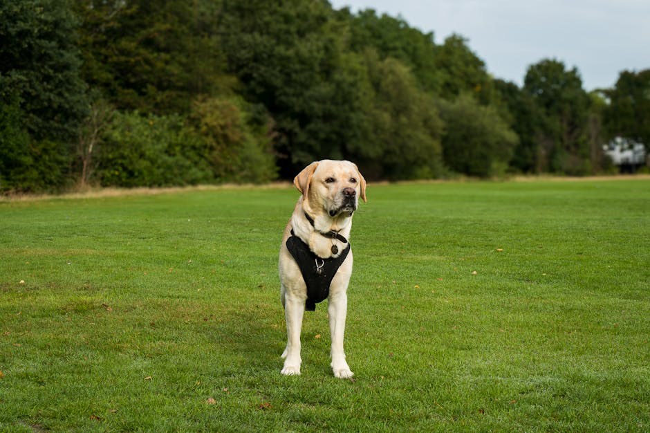 Najveće ljetne opasnosti za pse: kako ih prepoznati i spriječiti