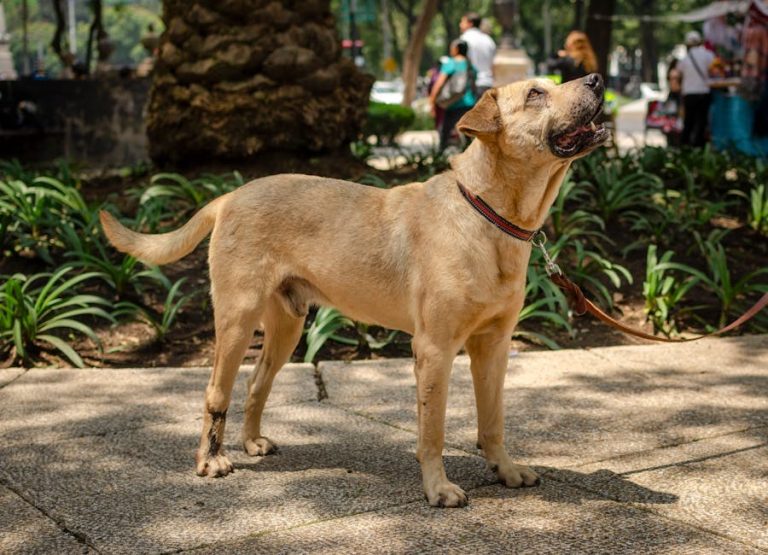 Najveće ljetne opasnosti za pse: kako ih prepoznati i spriječiti