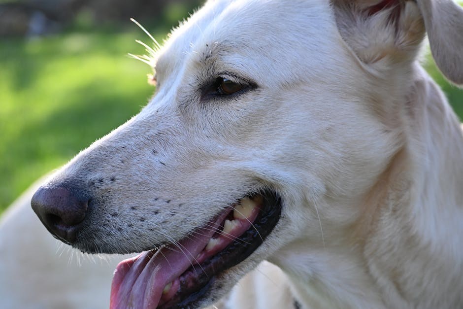 Najveće ljetne opasnosti za pse: kako ih prepoznati i spriječiti