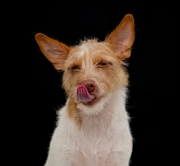 Psi 101: hrana i prehrana