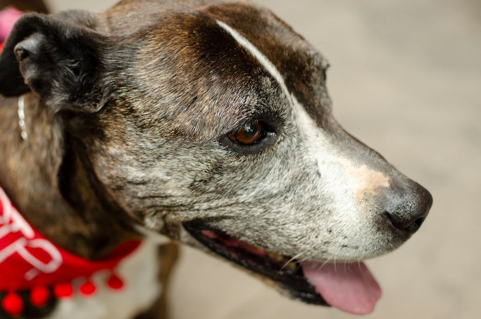 Temperamentni test američkog pit bull terijera donosi iznenađujući rezultat