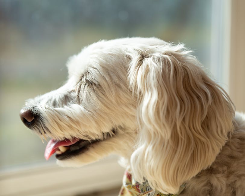 Kanadska zaklada podupire skrbnike pasa u borbi protiv karcinoma