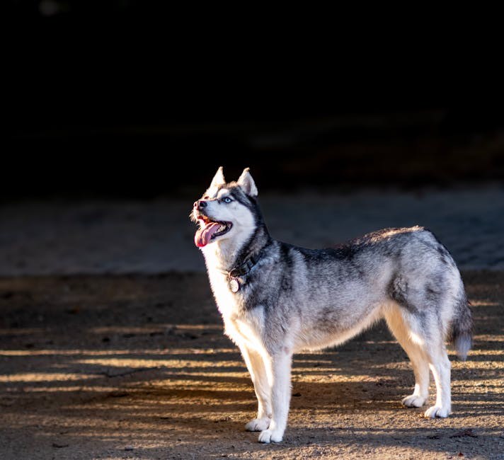 Kanadska zaklada podupire skrbnike pasa u borbi protiv karcinoma