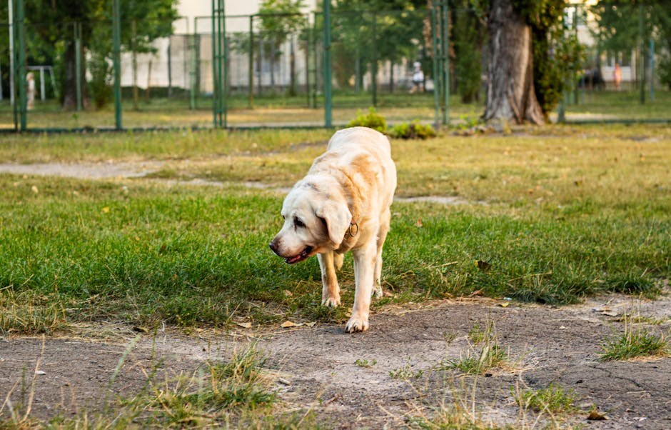 Temperamentni test američkog pit bull terijera donosi iznenađujući rezultat