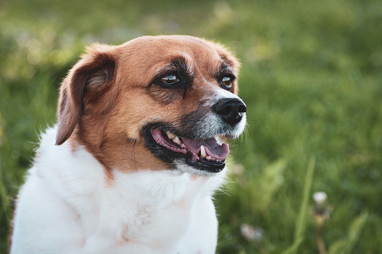 Kako odabrati prave poslastice za pse