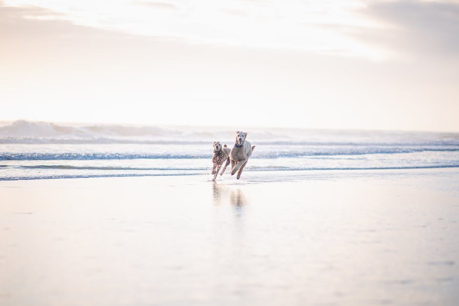 Kako odabrati prave poslastice za pse