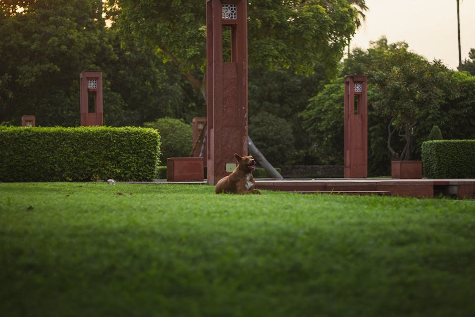 Deformacija prednje noge kod pasa: simptomi, uzroci i liječenje