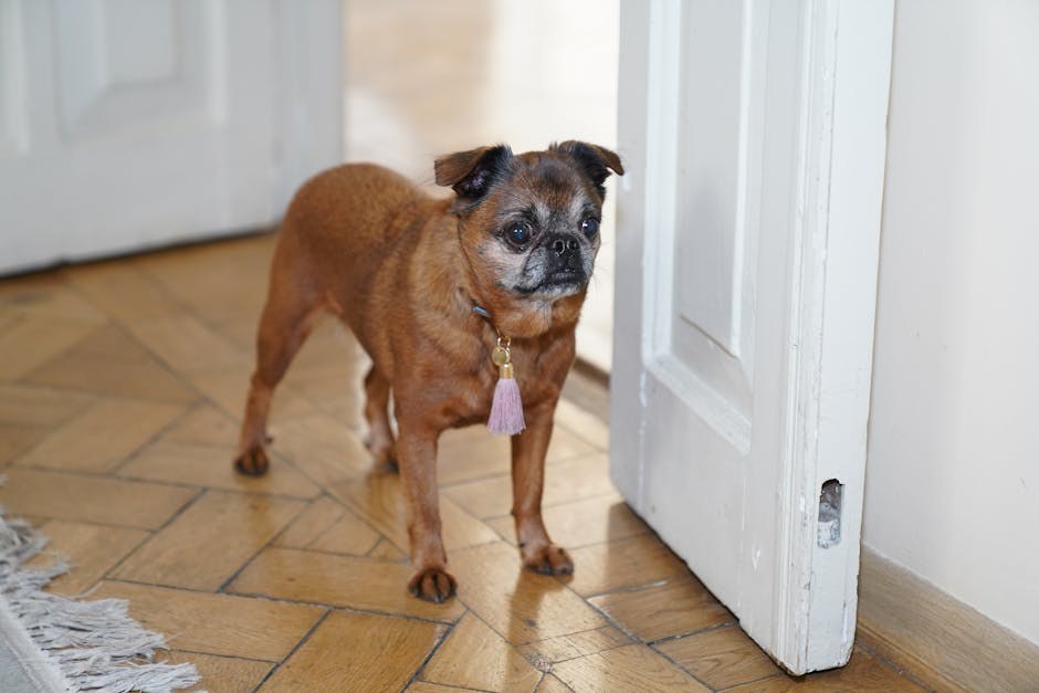 Deformacija prednje noge kod pasa: simptomi, uzroci i liječenje