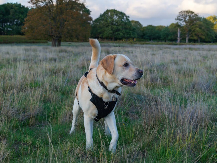 Opoziv hrane za pse: Freshpet dobrovoljno povlači proizvod zbog moguće kontaminacije salmonelom