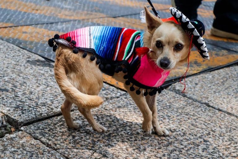 Dominantno ponašanje kod pasa: što je i kako na njega odgovoriti