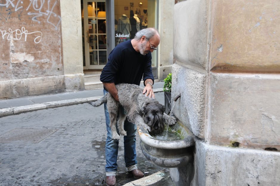 Čestice u mokraći pasa: simptomi, uzroci i liječenje