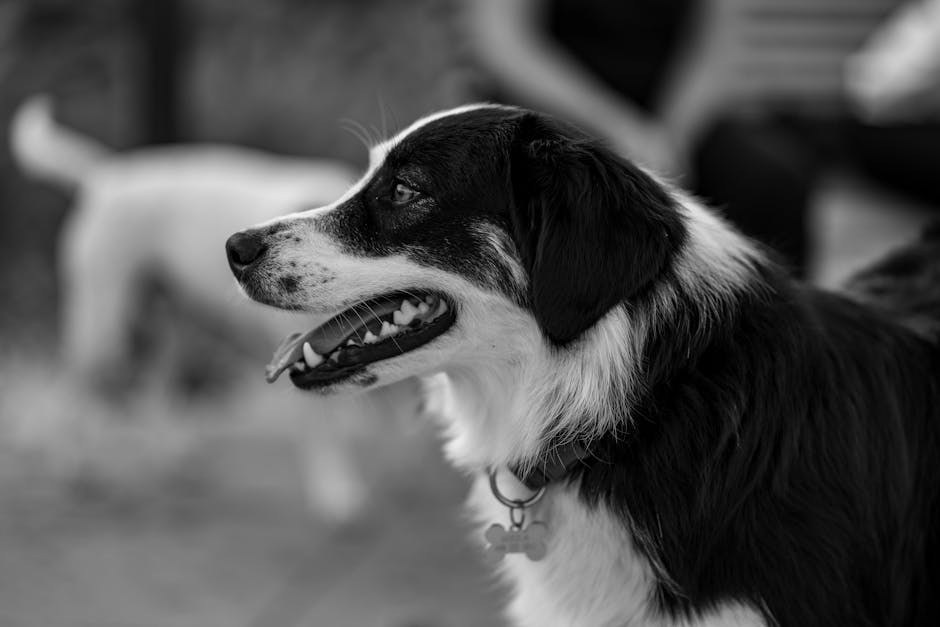 Čestice u mokraći pasa: simptomi, uzroci i liječenje