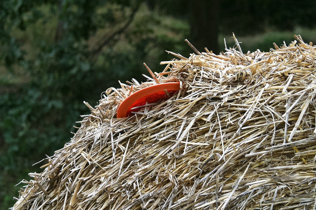 Kako zdjela za sporije hranjenje pomaže probavi pasa