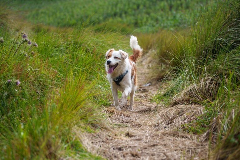 Ljudska hrana za pse - kako je sigurno uključiti u svakodnevnu prehranu