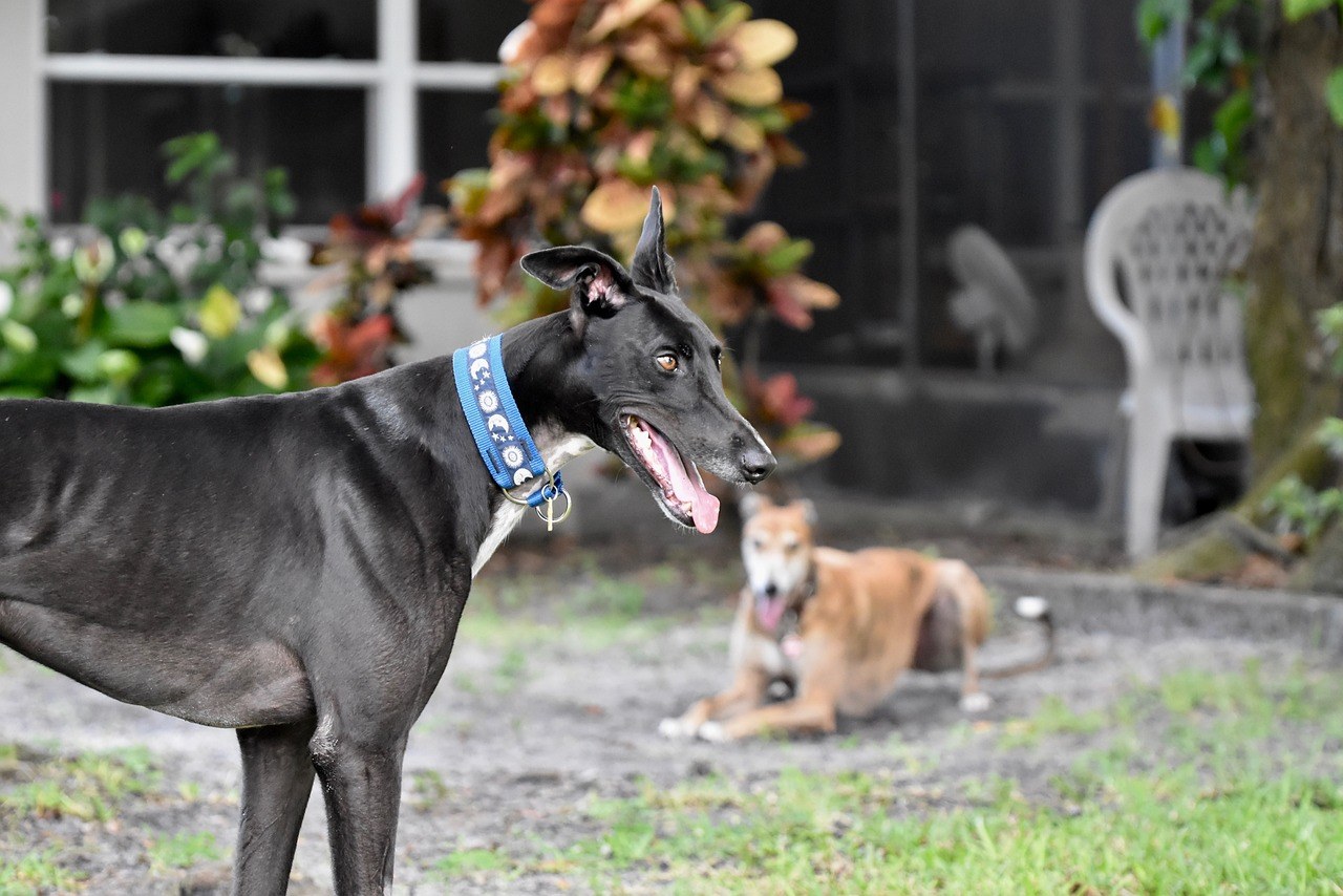 Lisji trakavac kod pasa: simptomi, uzroci i liječenje