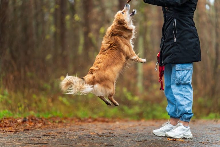 Kemodektom u pasa: simptomi, uzroci i liječenje