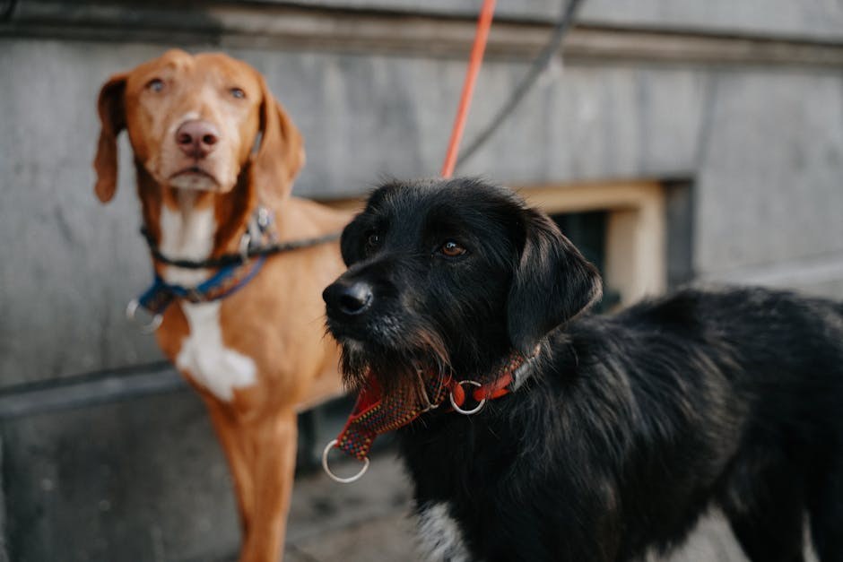 Zašto psi imaju crne usne?