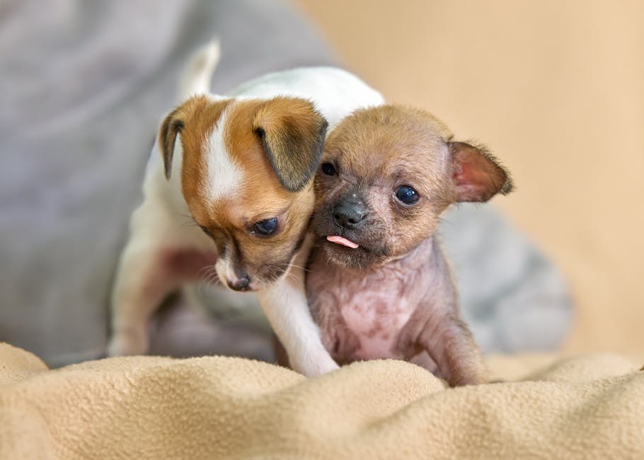 Pasmine pasa koje ne trebaju šišanje