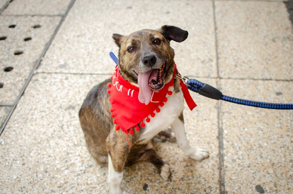 Pasmine pasa koje ne trebaju šišanje