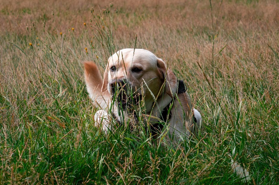 Perinealna hernija kod pasa: simptomi, uzroci i liječenje