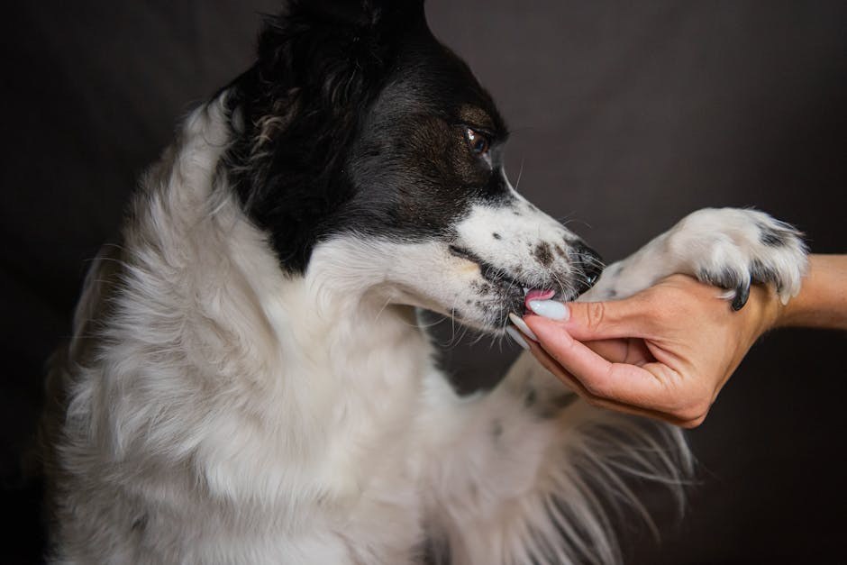 Pretjerano zgrušavanje krvi kod pasa: simptomi, uzroci i liječenje