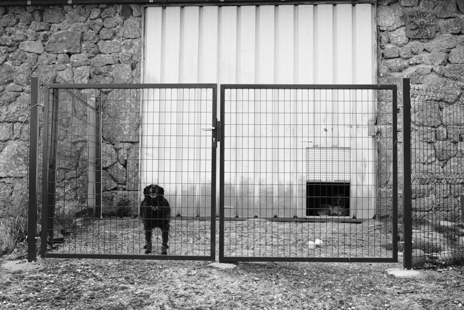 Hepatoportalna mikrovaskularna displazija kod pasa: simptomi, uzroci i liječenje