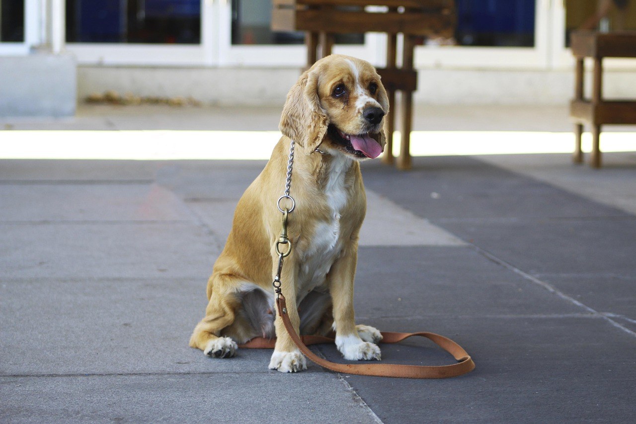 Treba li udomiti psa pozitivnog na srčani crv?
