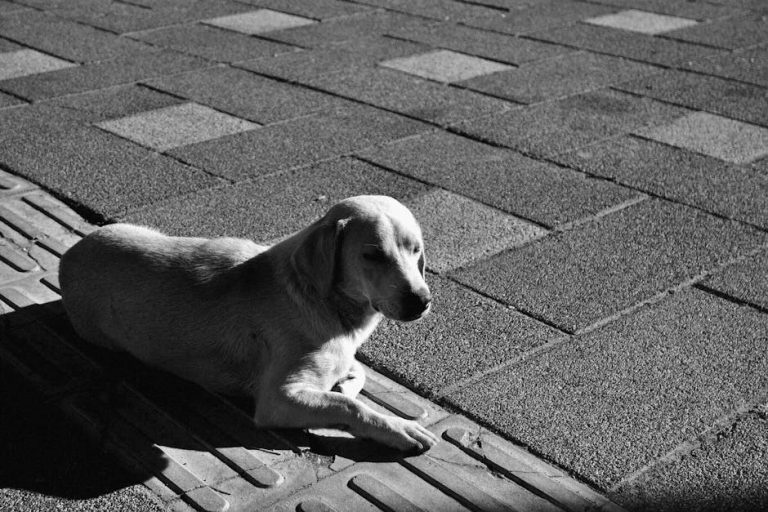 Znanost iza pogleda šteneta