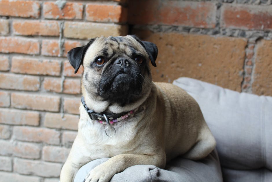 Znanost iza pogleda šteneta