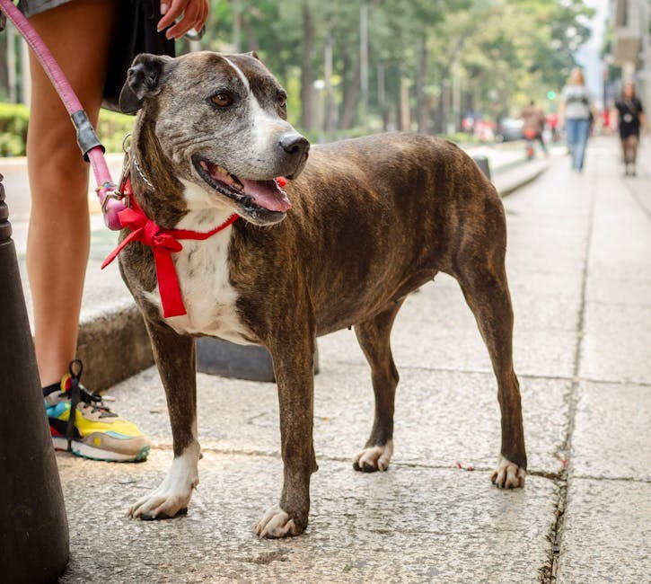 Kako vaš pas vidi svijet