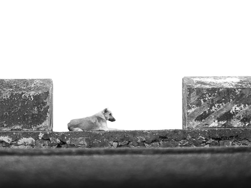 Kako vaš pas vidi svijet