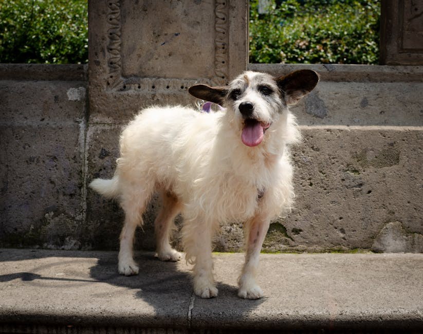 Kako vaš pas vidi svijet