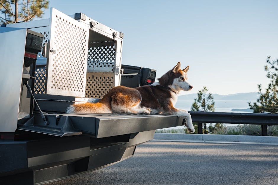 Zašto je socijalizacija toliko važna za pse