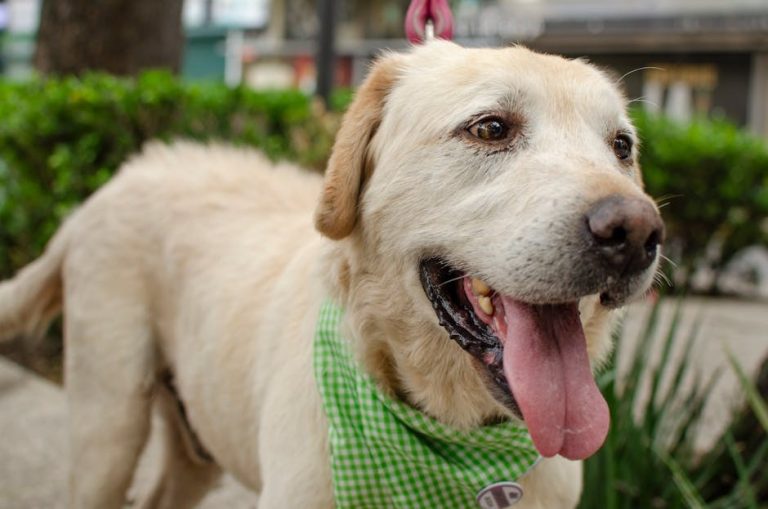 Koje su potrebe za vježbanjem mog psa?