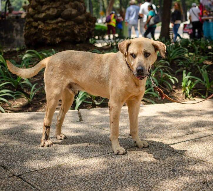 Koje su potrebe za vježbanjem mog psa?
