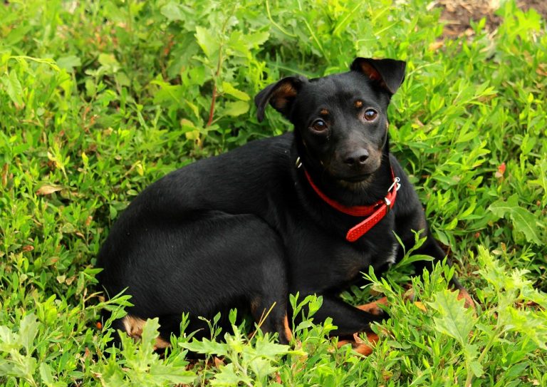 Otrovanje sredstvima protiv buha i krpelja kod pasa: simptomi, uzroci i liječenje