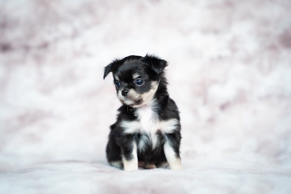 Kako očuvati sigurnost psa u doticaju s cannabisom