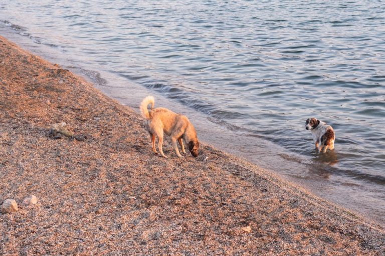 Najbolje aplikacije za vlasnike pasa