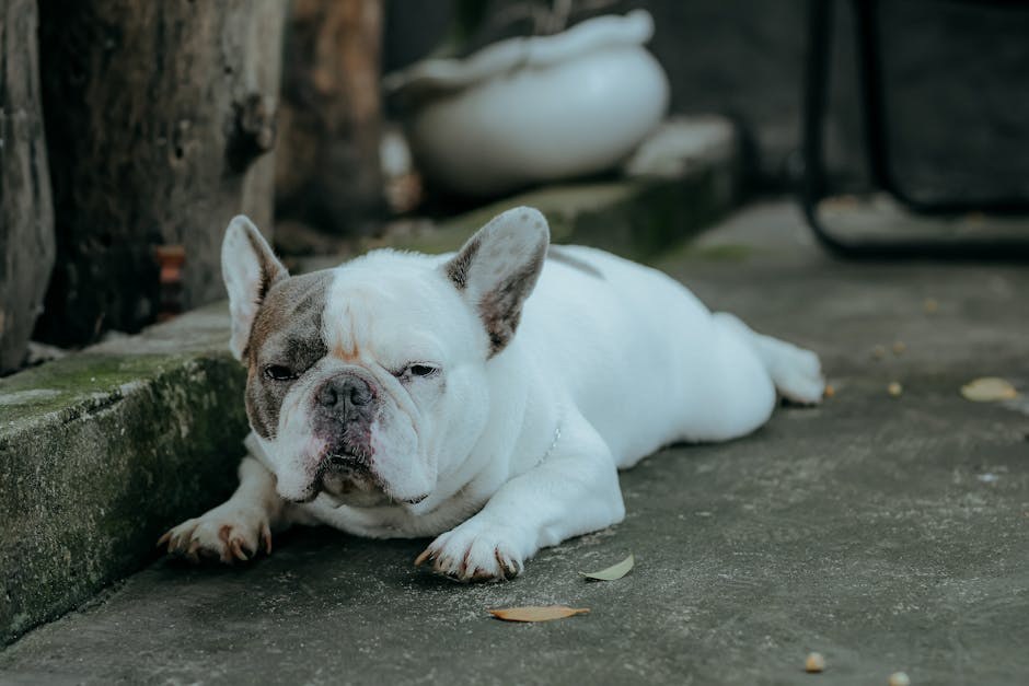 Pelger-Huëtova anomalija u pasa: simptomi, uzroci i liječenje