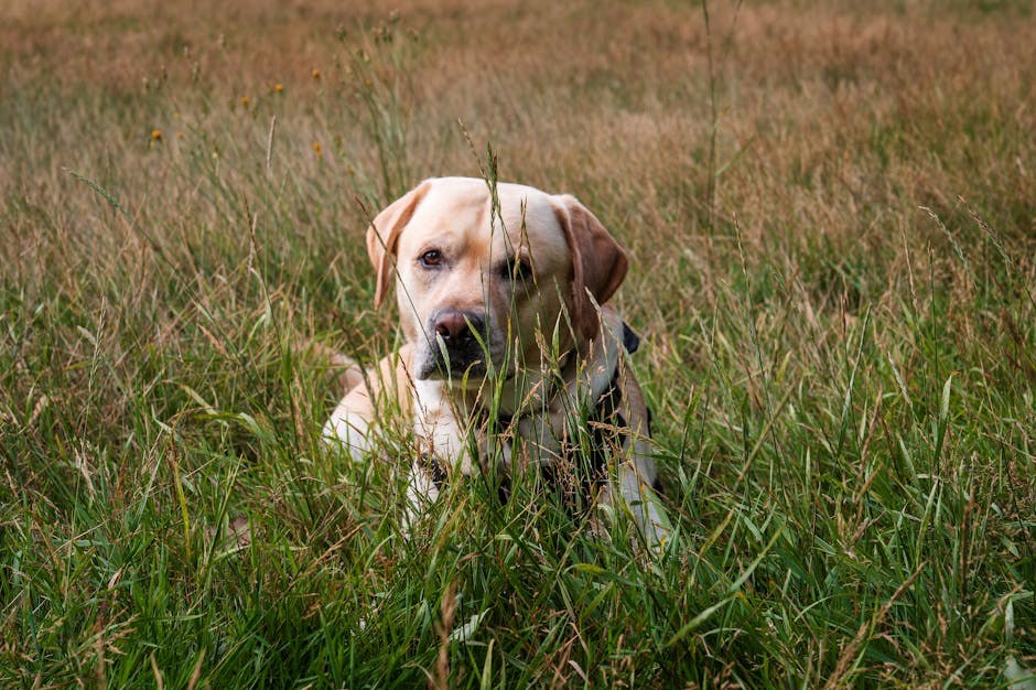 Pelger-Huëtova anomalija u pasa: simptomi, uzroci i liječenje