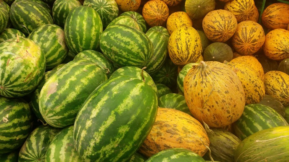 Pseći vid povezan s njihovim njuhom, pokazuje istraživanje