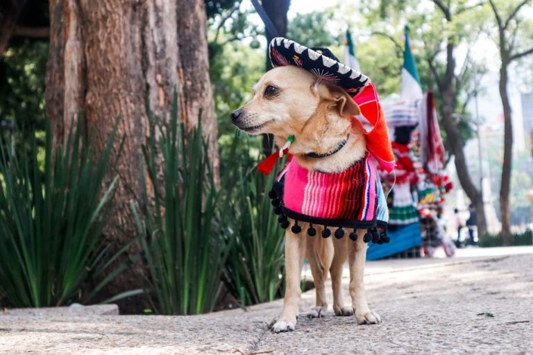 Vrući ljetni dani grizu - mogao bi i vaš pas