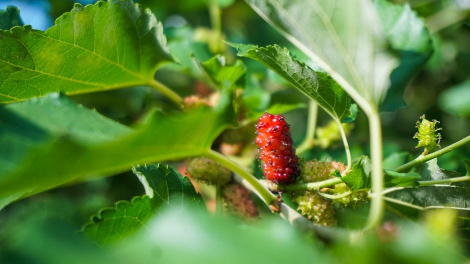 Pseći vid povezan s njihovim njuhom, pokazuje istraživanje