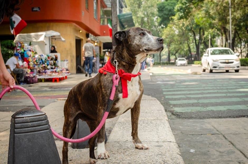 Vrući ljetni dani grizu - mogao bi i vaš pas