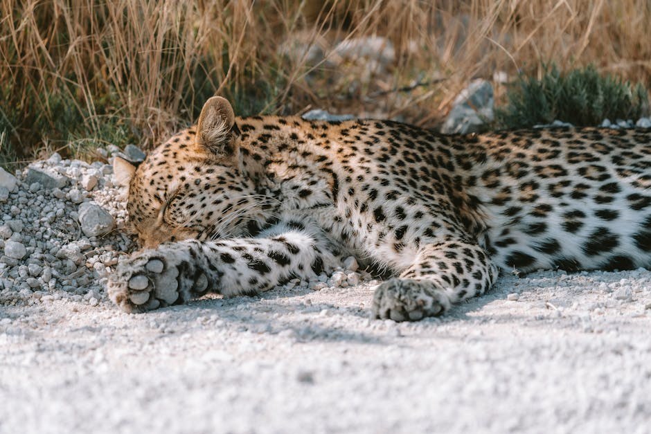 Osteoartritis kod pasa: simptomi, uzroci i liječenje